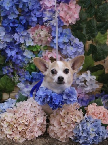 20250621うにちゃん